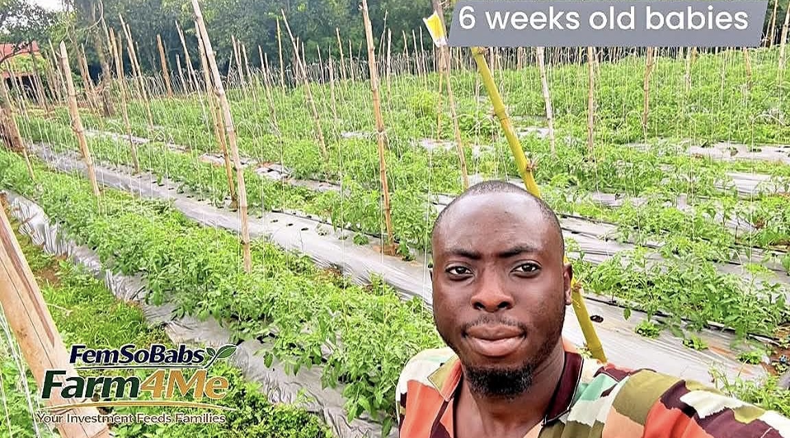 Tomato farm and harvest