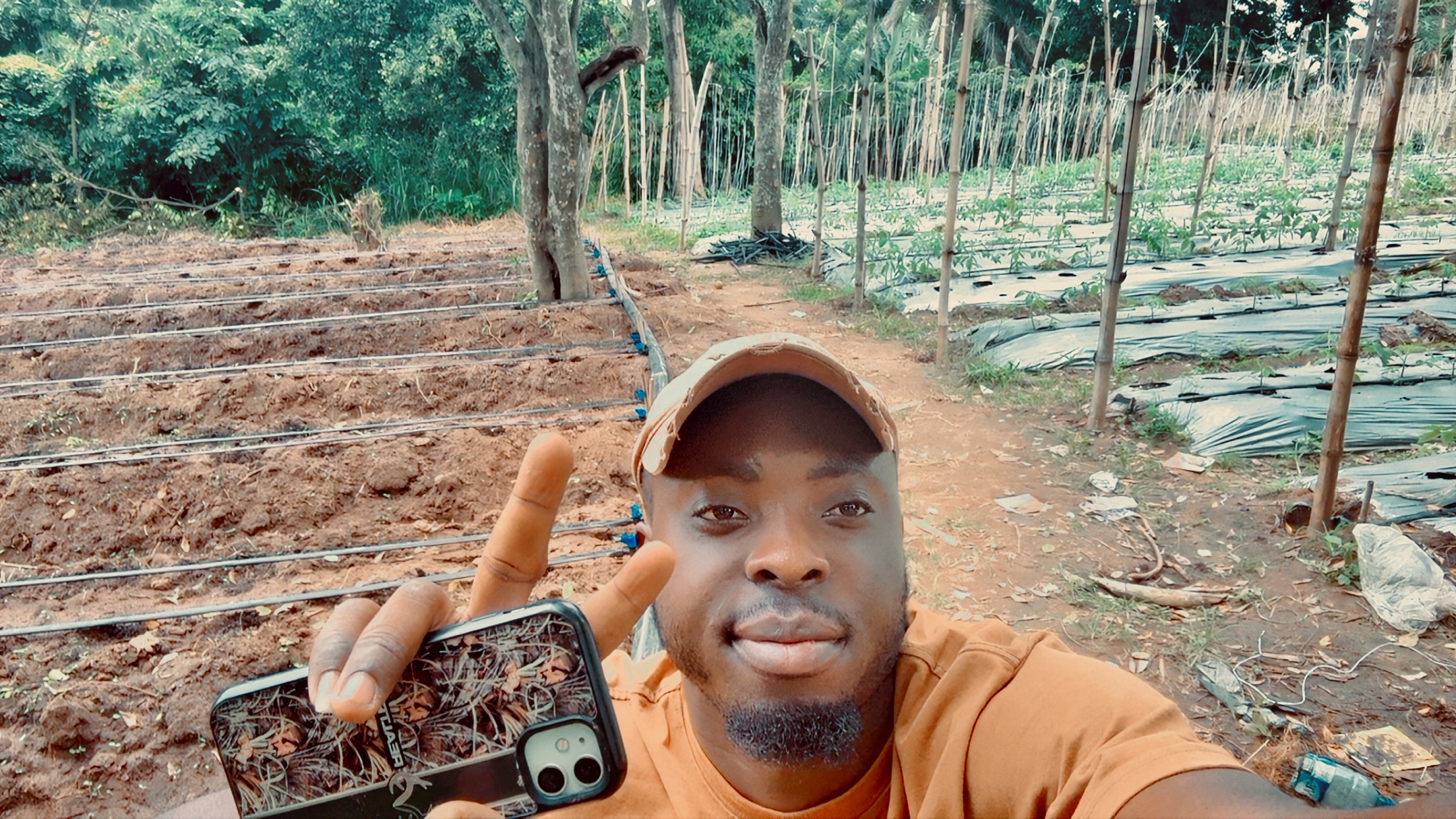 Tomato farm and harvest