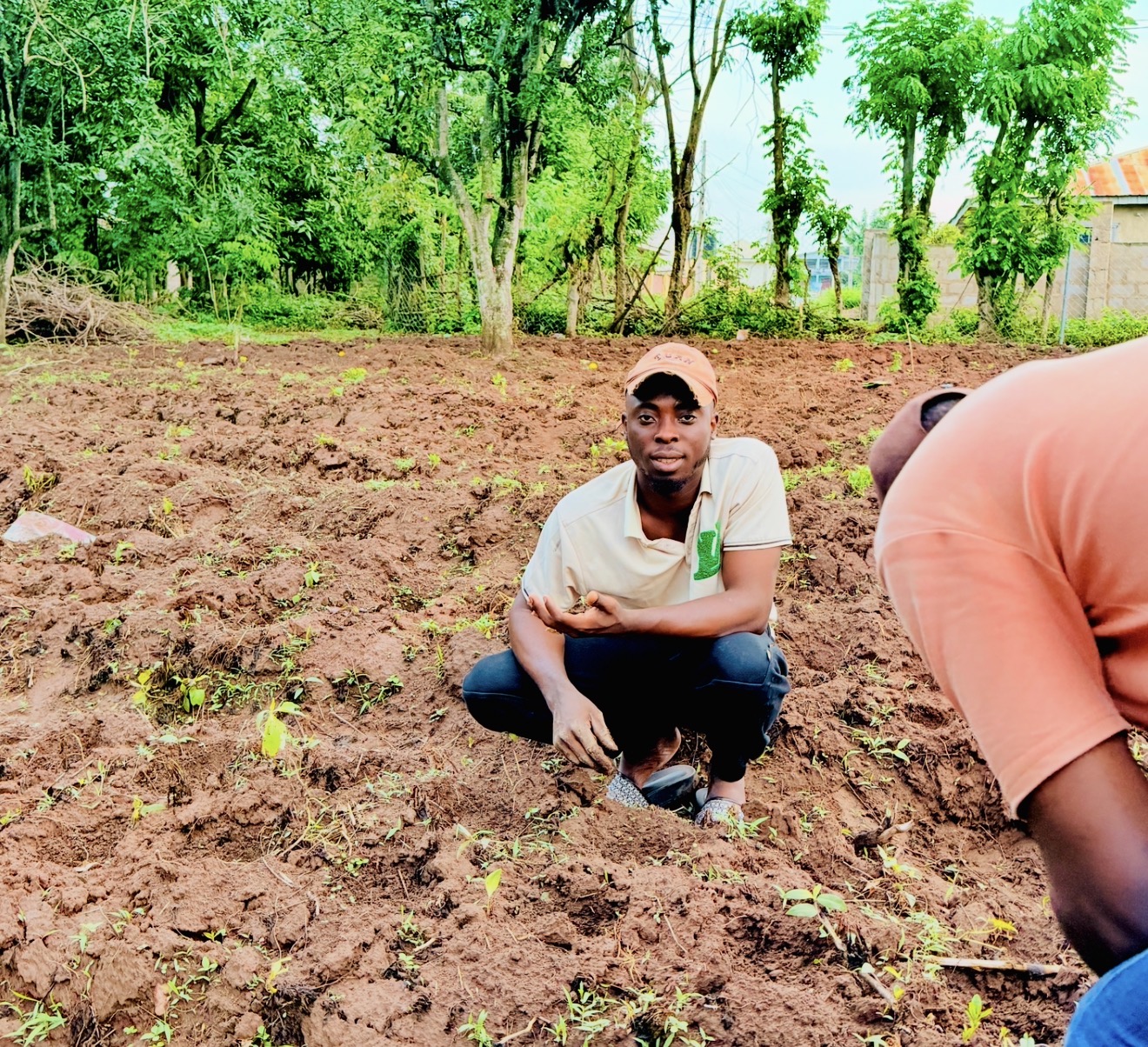 Farm field with healthy crops
