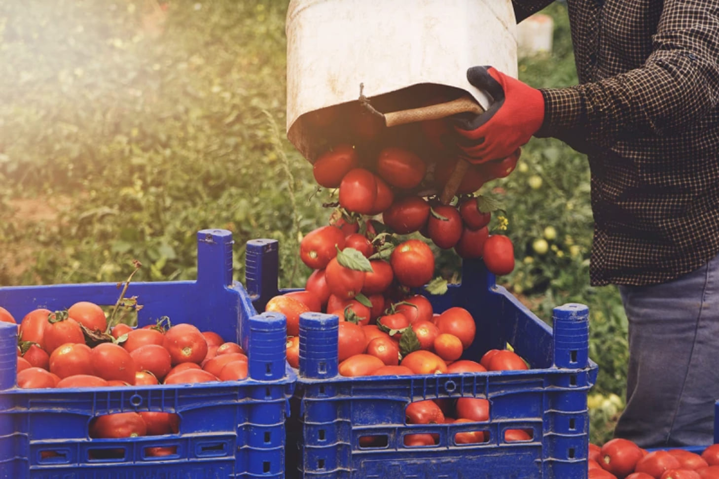 Tomato Investment