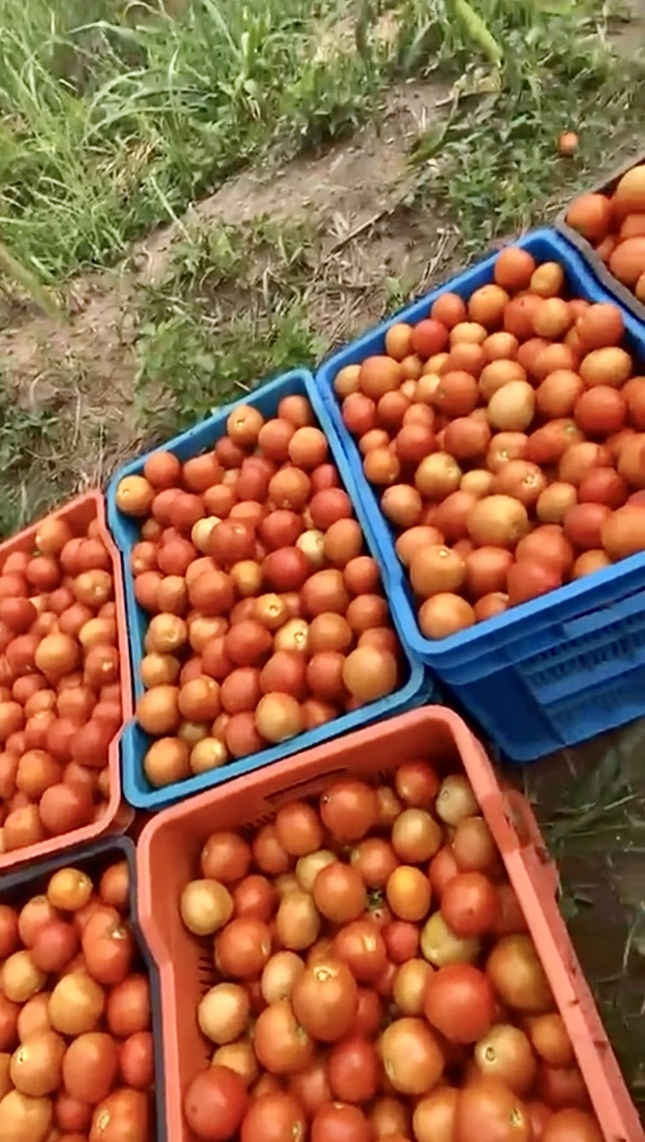 Freshly harvested tomato fruits